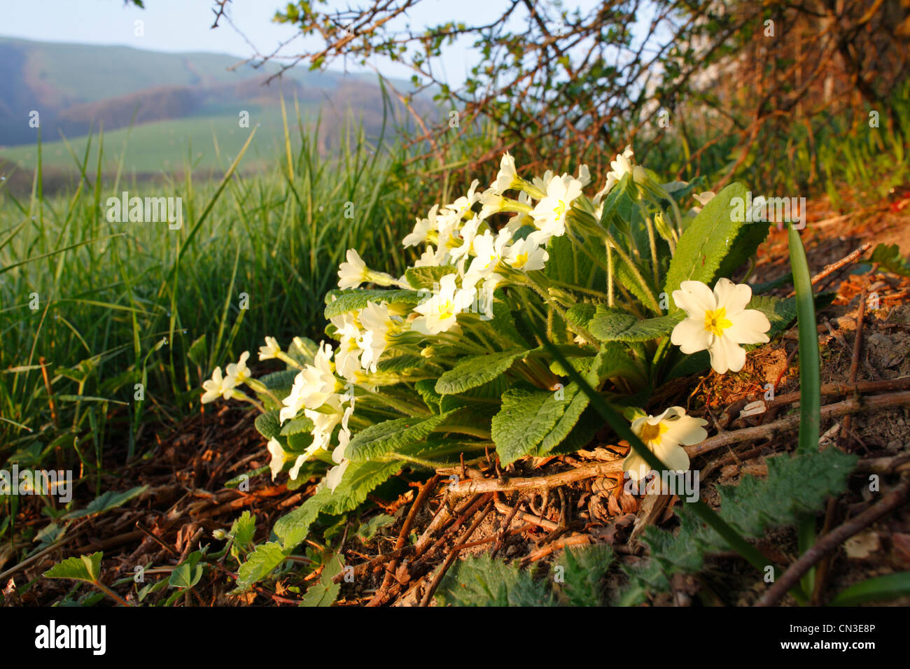Primrose (Primula vulgaris) flowering at the base of a hedge. Powys, Wales. Stock Photo