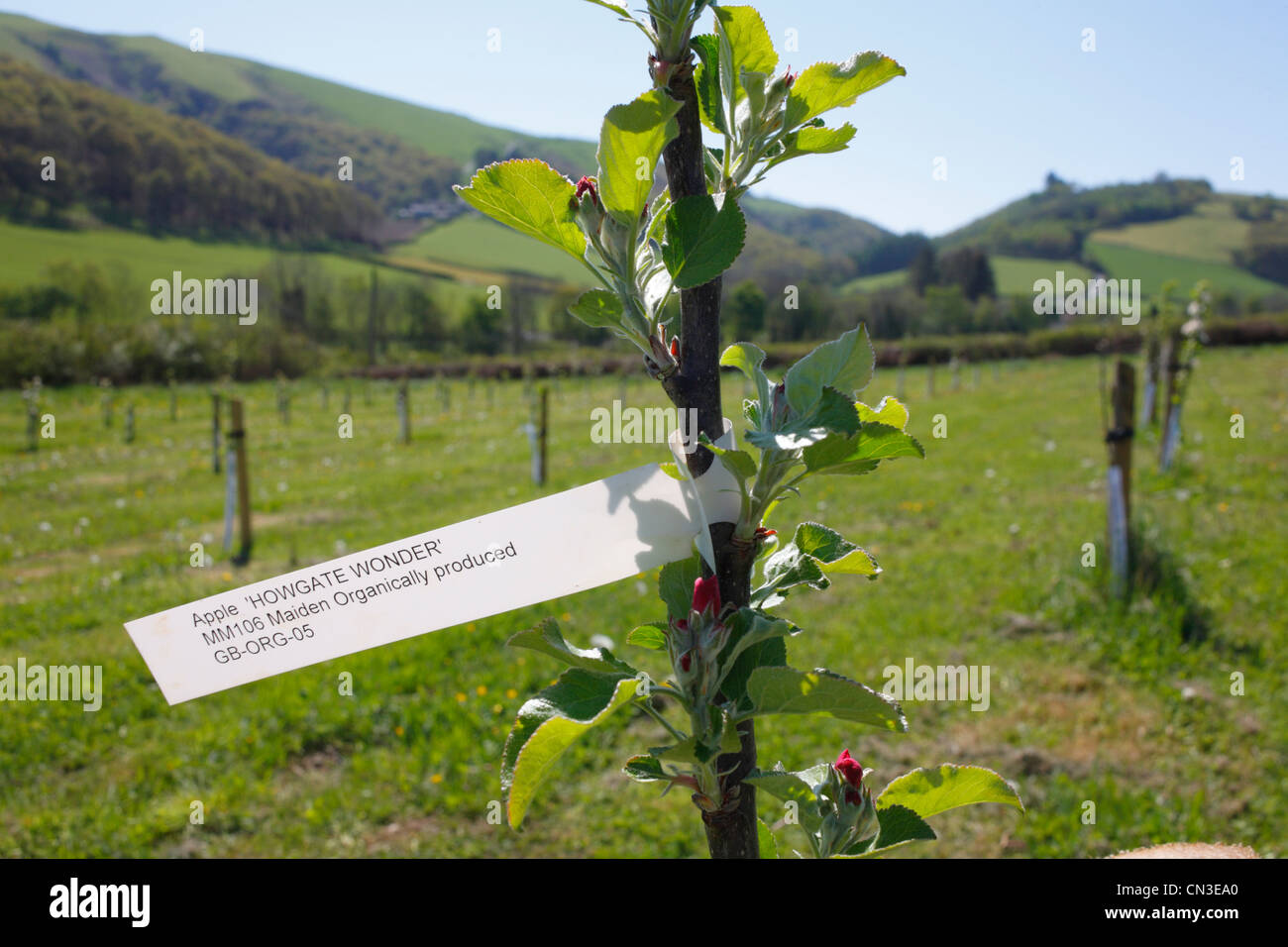 Label on a newly planted maiden apple tree in an Organic orchard Variety 'Howgate Wonder'. Powys, Wales. April Stock Photo