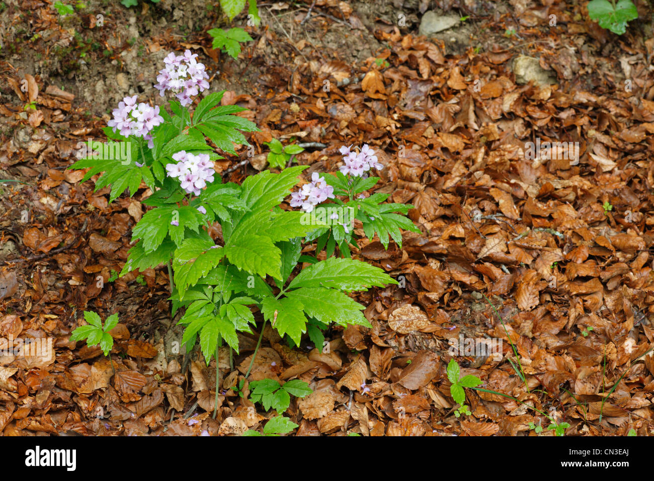 Seven-leaved Bittercress (Cardamine heptaphylla) flowering in Beech woodland. Ariege Pyrenees, France. May. Stock Photo