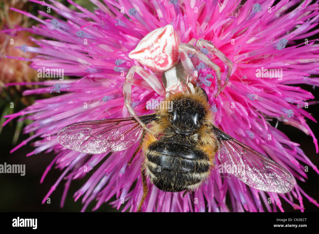 Pink Crab Spider (Thomisus onustus) feeding on a Bee-fly (Fallenia fasciata) in a pink flower. Stock Photo