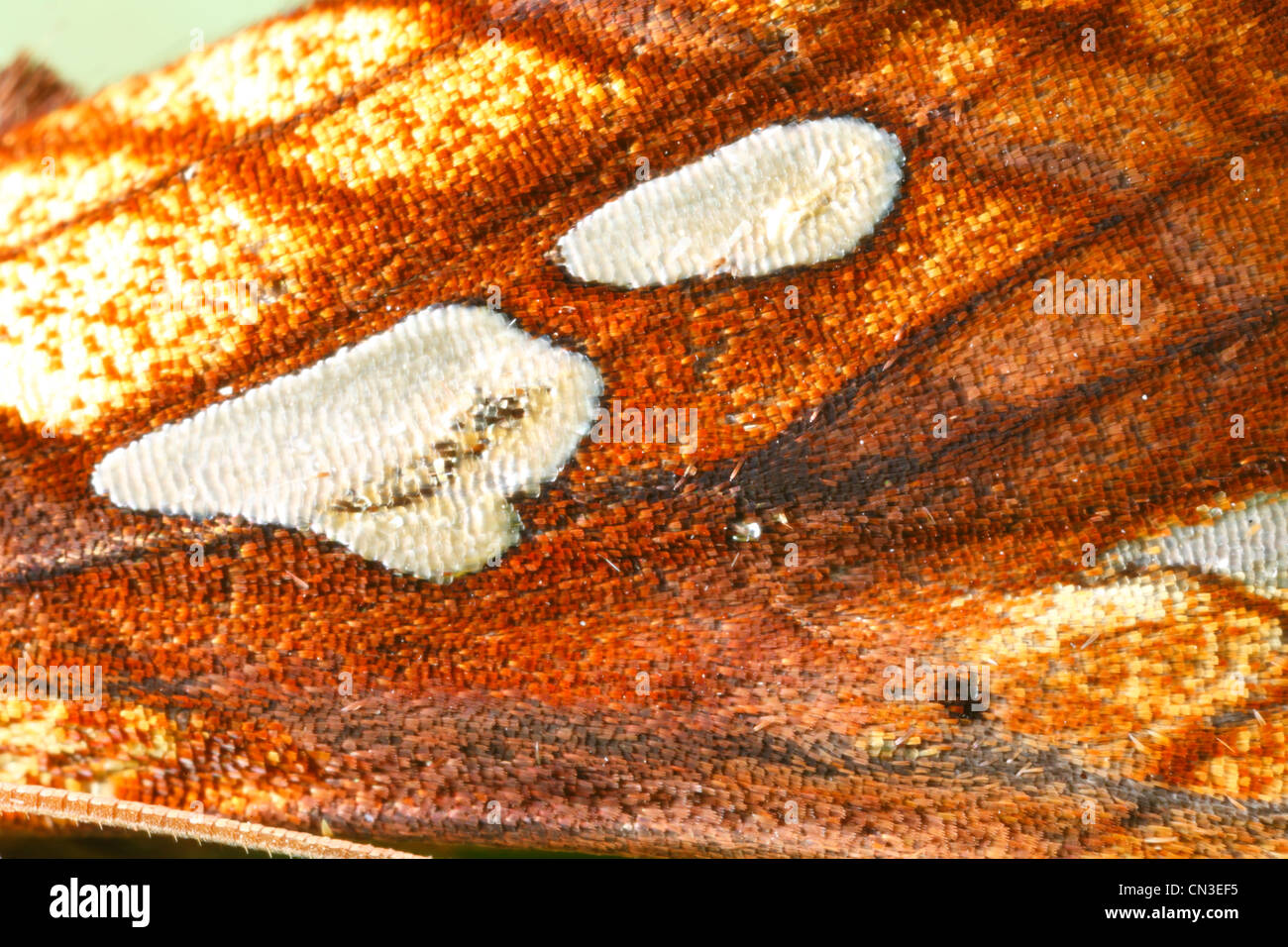Close-up of the wing of a Gold Spot moth (Plusia festucae). Powys, Wales. July. Stock Photo