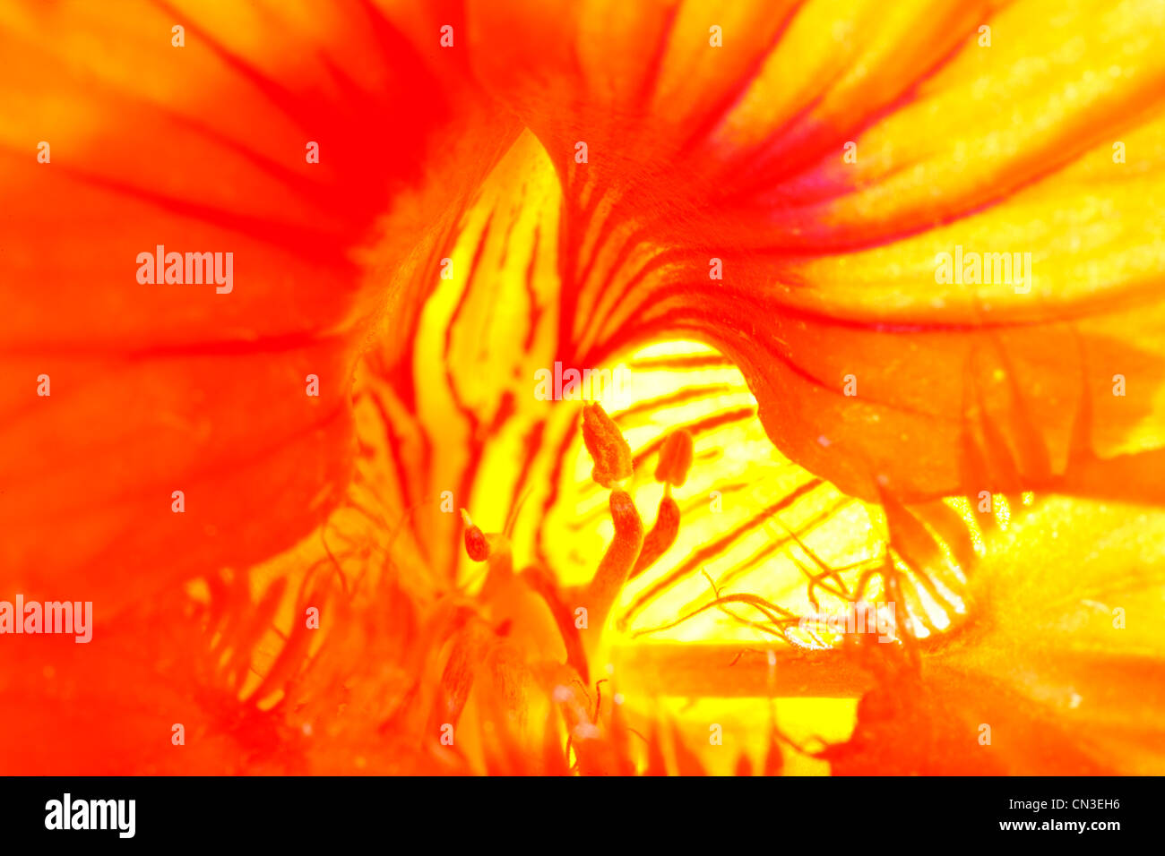 Interior of a flower of a Garden Nasturtium (Tropaeolum majus). July. Stock Photo