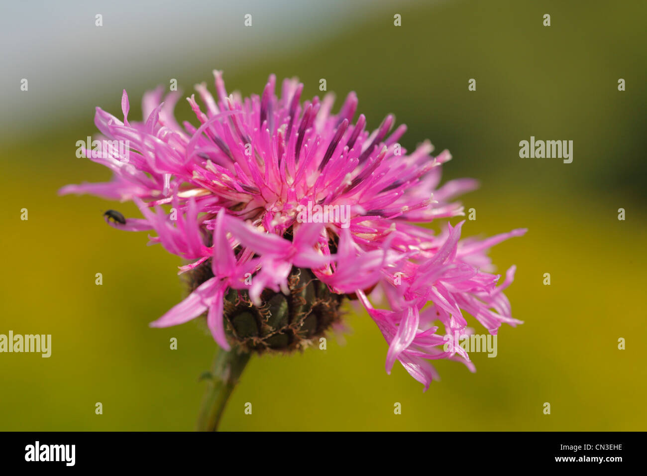 Flowerhead of Greater Knapweed (Centaurea scabiosa). Shropshire, England. August. Stock Photo