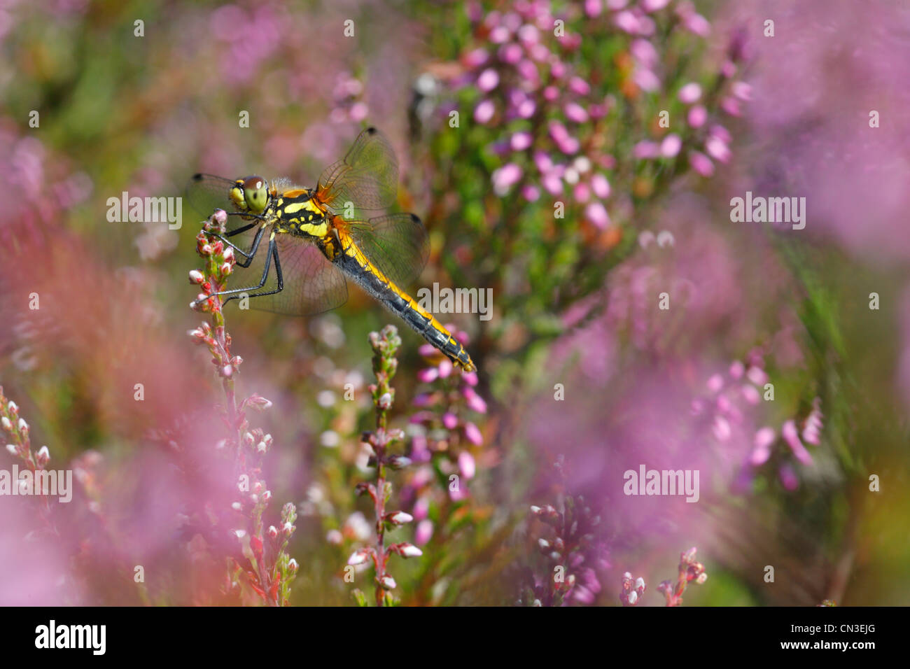 Black Darter Dragonfly (Sympetrum danae) on heather. Shropshire,, England. August. Stock Photo