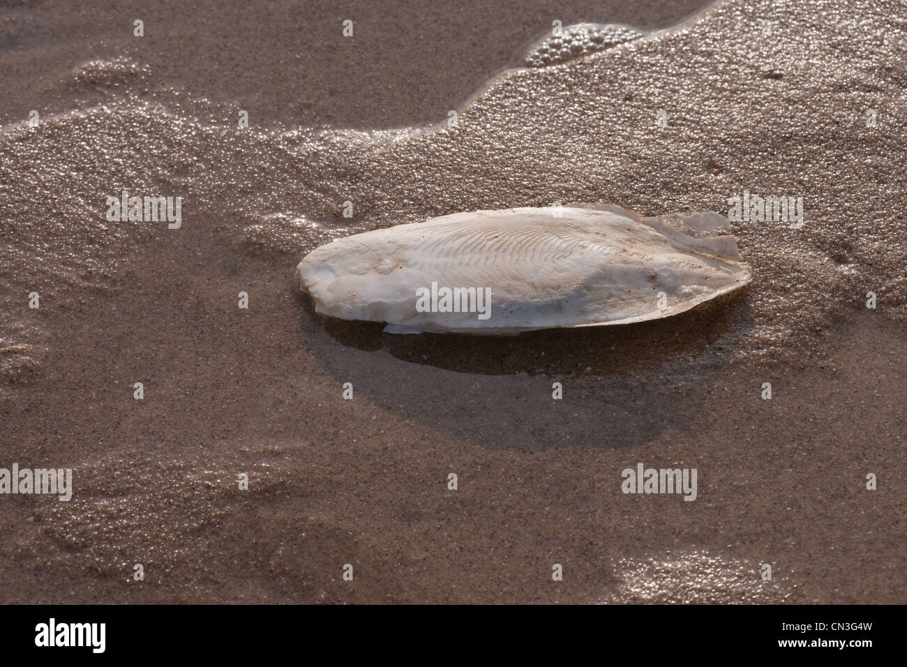 Cuttlefish Bone (Sepia officinalis). Calcareous support for living cephalod, Sea Palling beach, Norfolk. Stock Photo