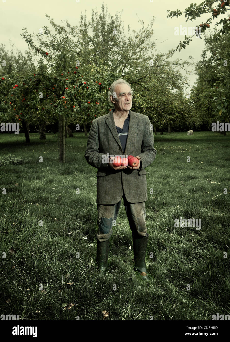Senior man holding apples in orchard Stock Photo