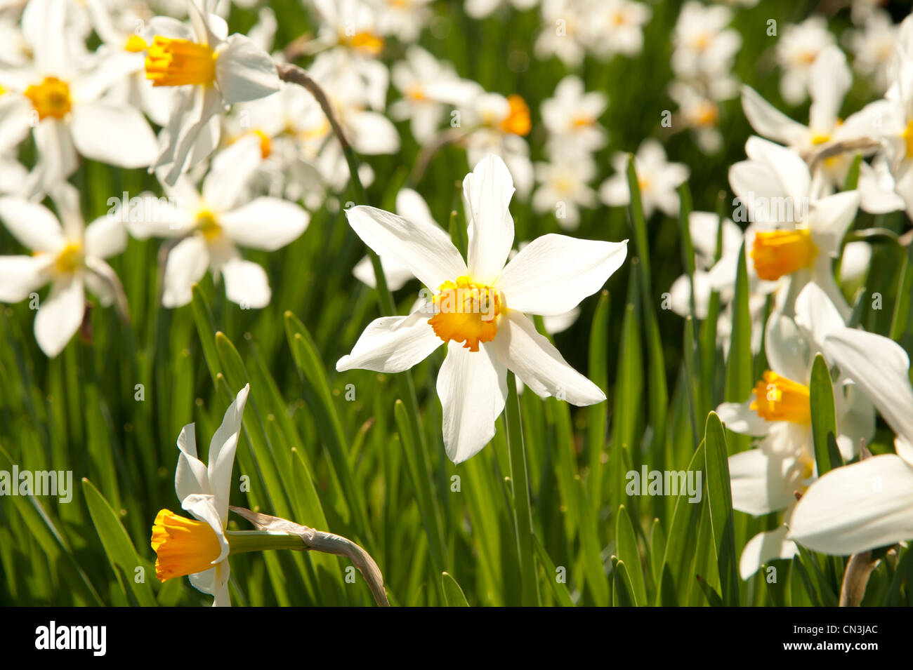 a field of Daffodils in bloom, spring , Wales UK Stock Photo Alamy