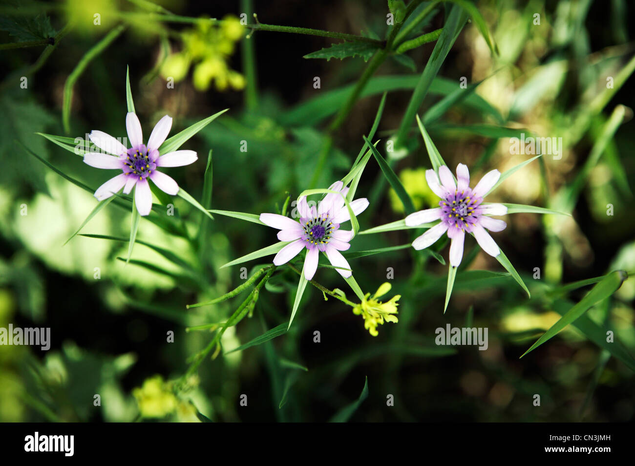 Wild flowers in Iraqi Kurdistan Stock Photo Alamy