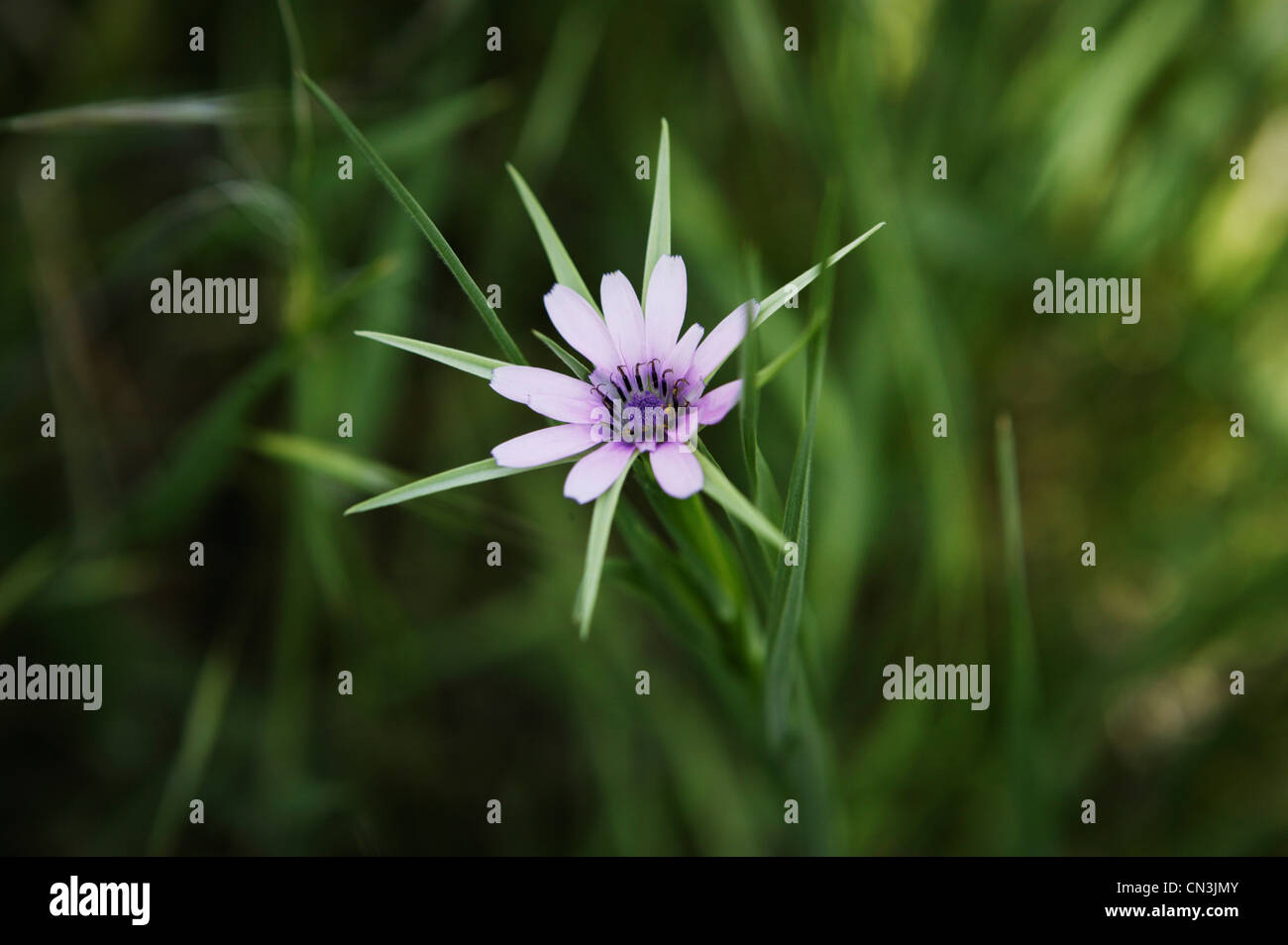 Wild flowers in Iraqi Kurdistan Stock Photo Alamy