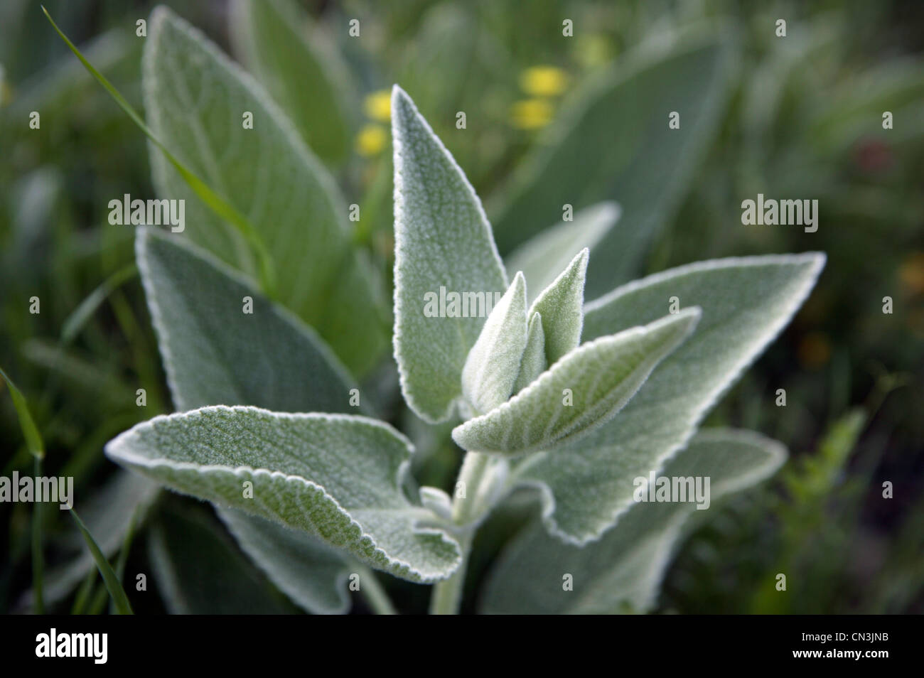 Wild flowers in Iraqi Kurdistan Stock Photo Alamy