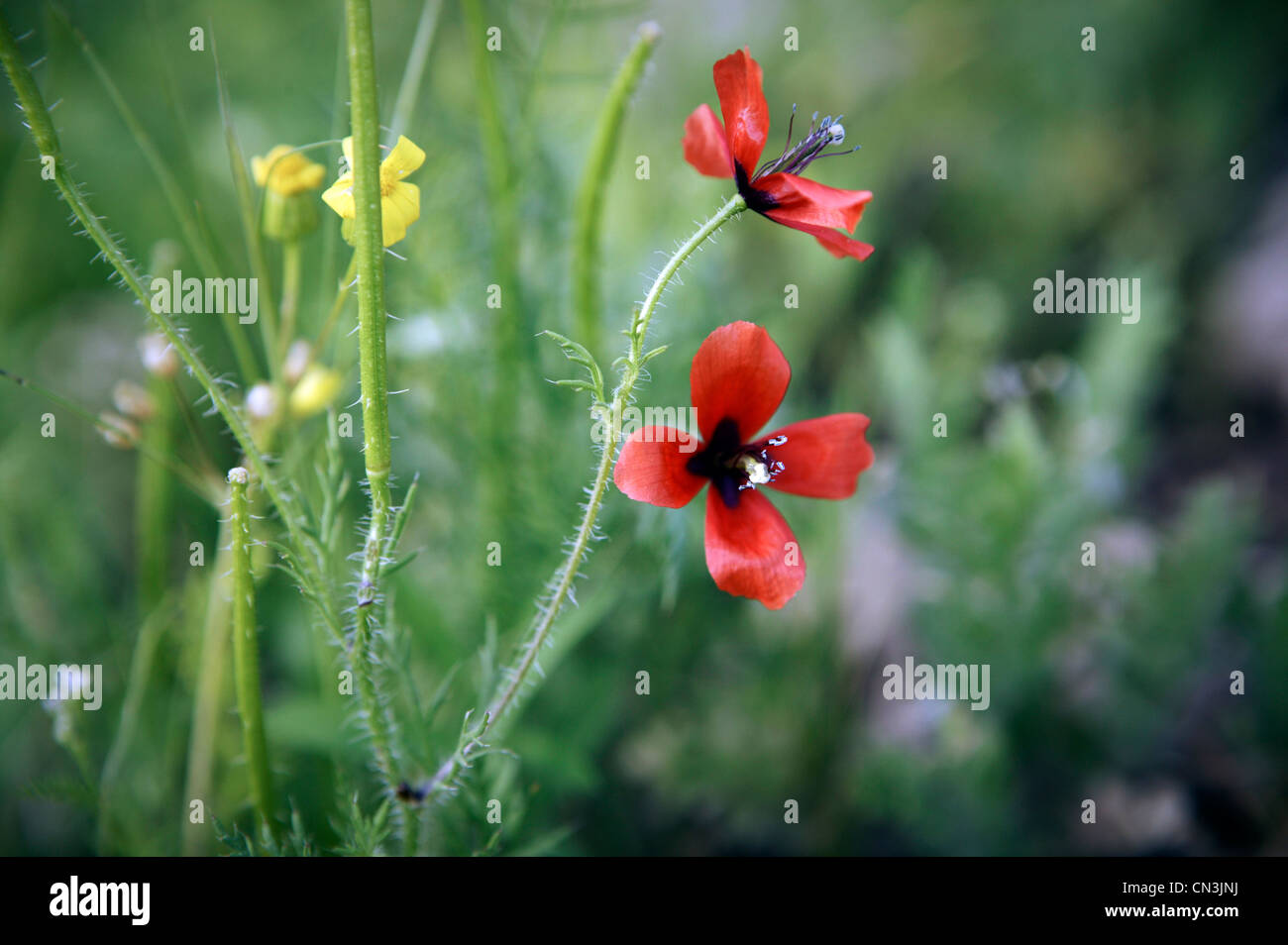 Wild flowers in Iraqi Kurdistan Stock Photo Alamy