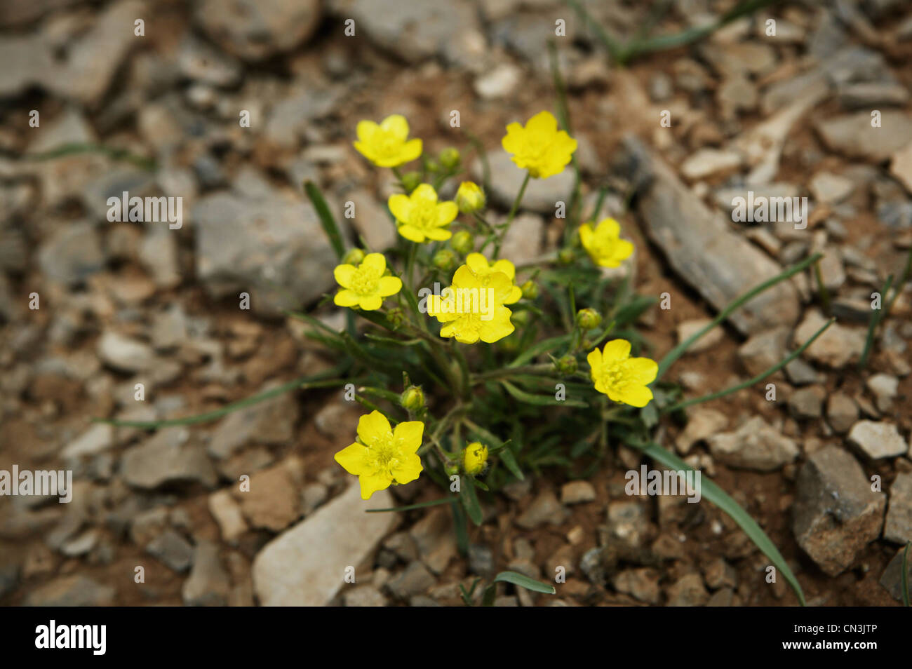 Wild flowers in Iraqi Kurdistan Stock Photo Alamy