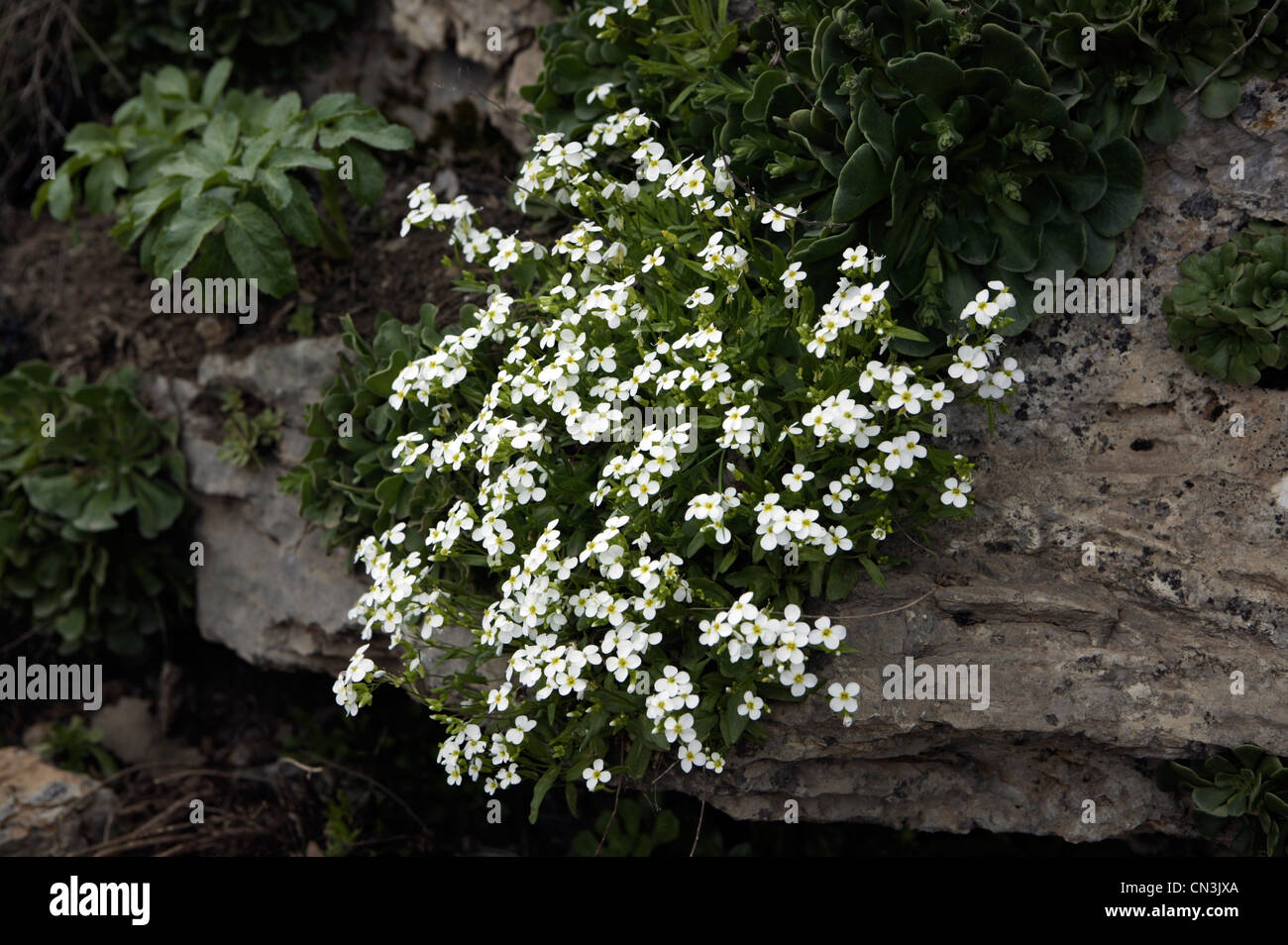Wild flowers in Iraqi Kurdistan Stock Photo Alamy