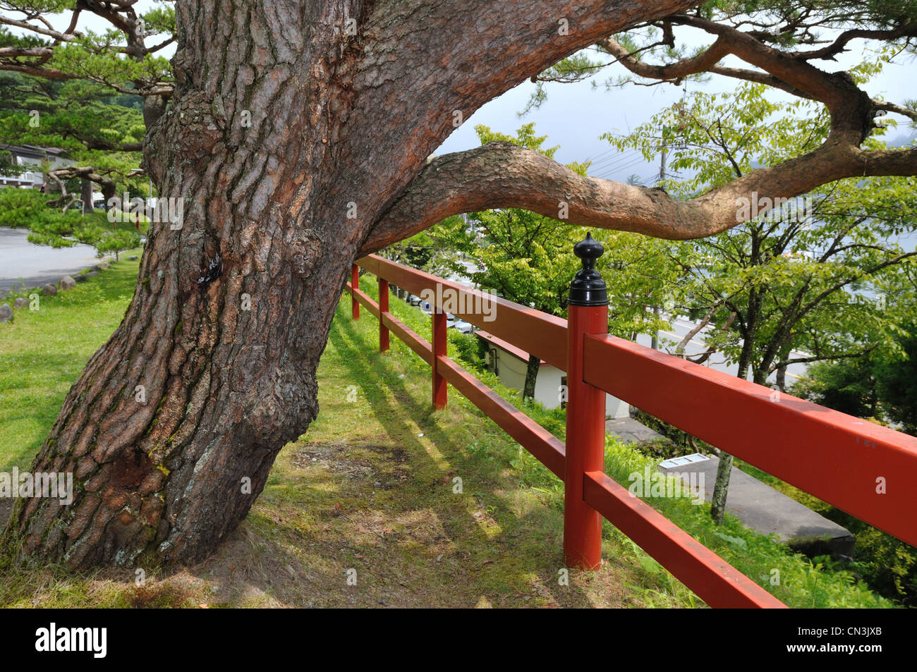 scenic pine tree with red fence near the Japanese temple; focus on tree Stock Photo