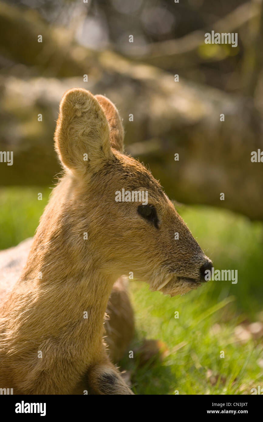 Chinese Water Deer (Hydropotes inermis). Adult male showing enlarged canine tooth or 'tusk'. Stock Photo