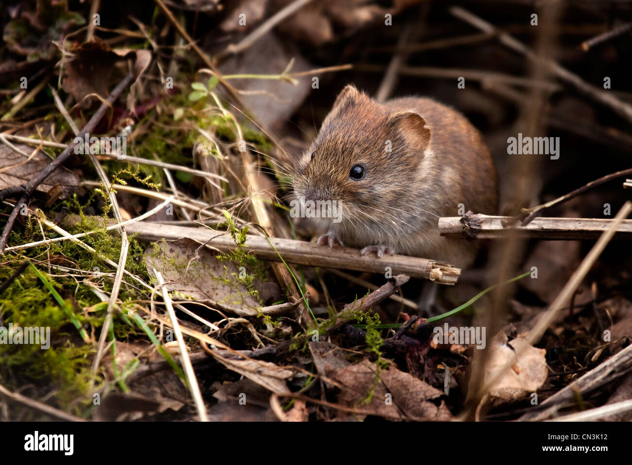 Bank Vole - Myodes glareolus Stock Photo - Alamy