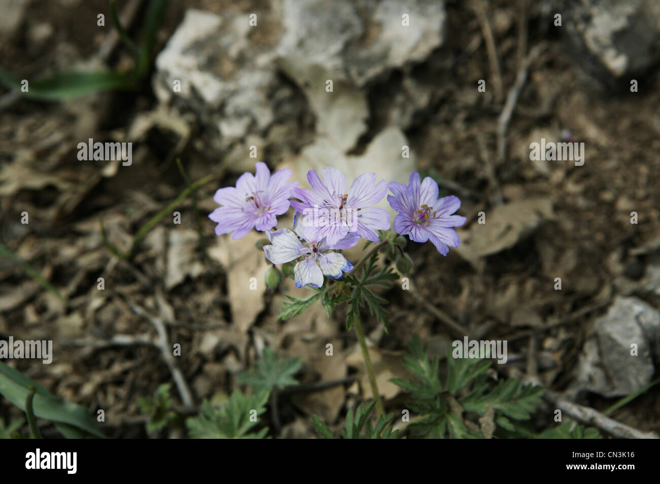Wild flowers in Iraqi Kurdistan Stock Photo Alamy
