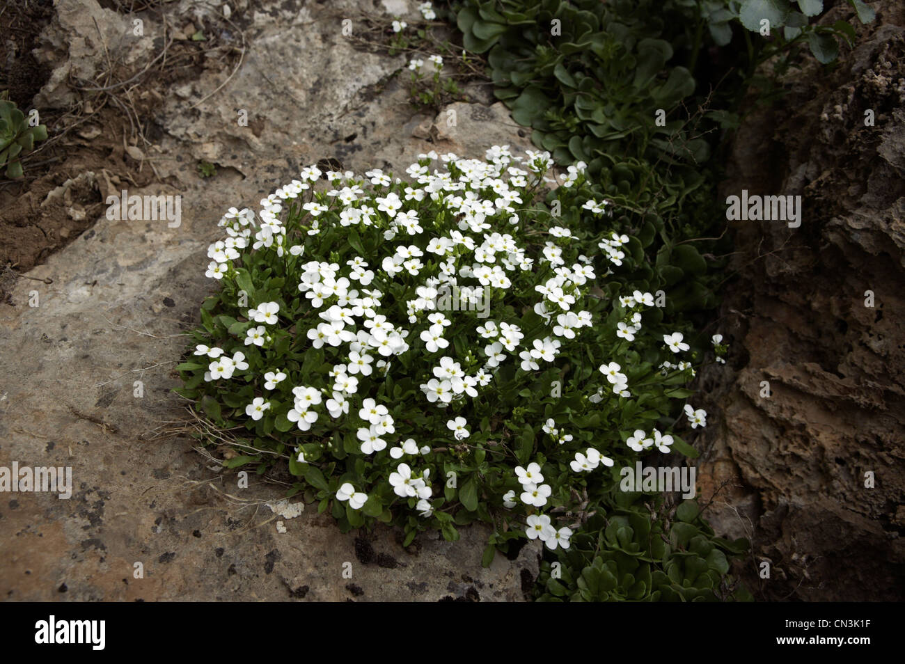 Wild flowers in Iraqi Kurdistan Stock Photo Alamy