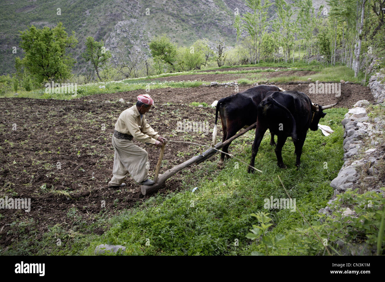 A farmer in Iraqi Kurdistan plowing with his oxen. Stock Photo