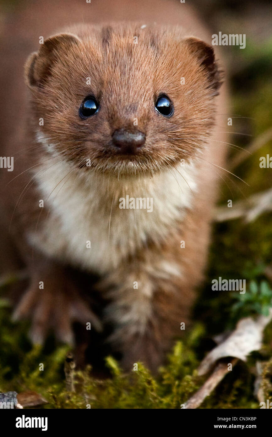 Weasel uk hi-res stock photography and images - Alamy