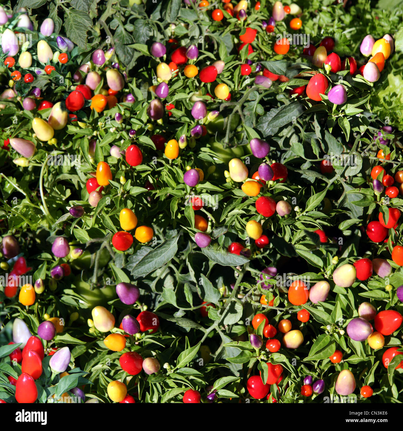 Chilli growing hi-res stock photography and images - Alamy