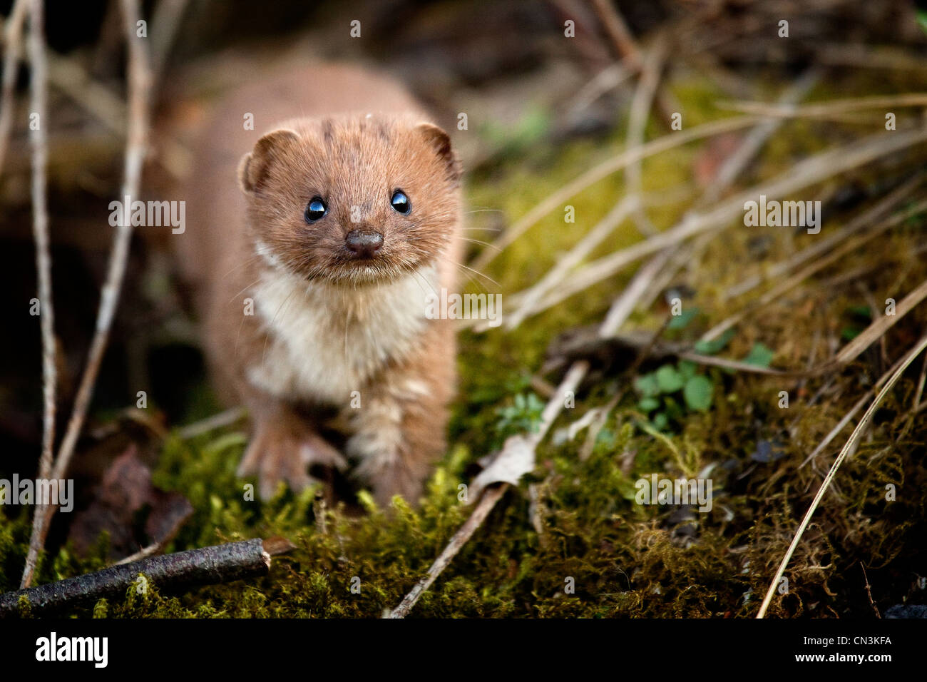 Weasel - Mustela nivalis Stock Photo