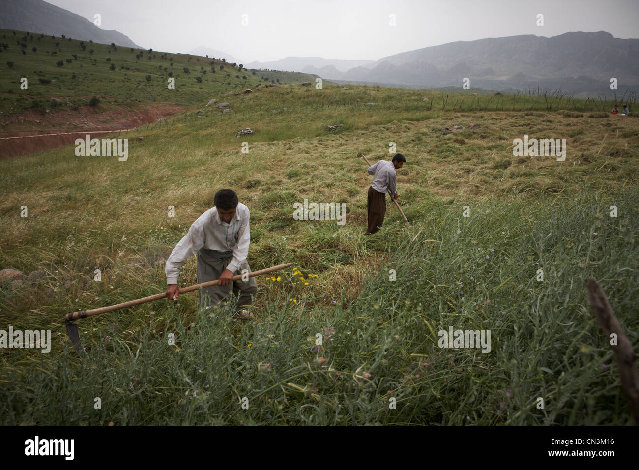 Crop of grass in Iraqi Kurdistan Stock Photo