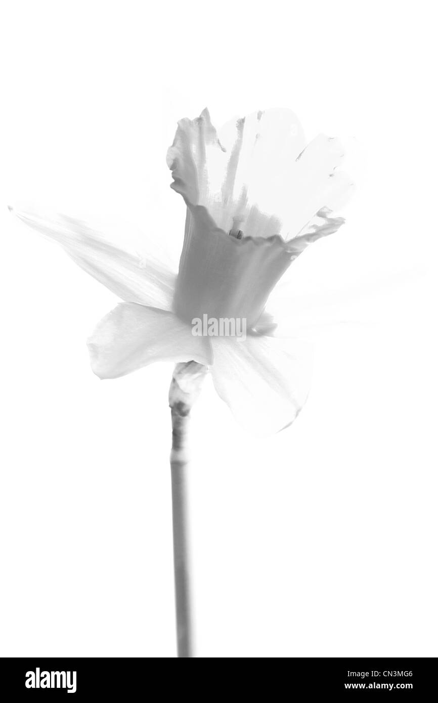 Black & white daffodil Stock Photo