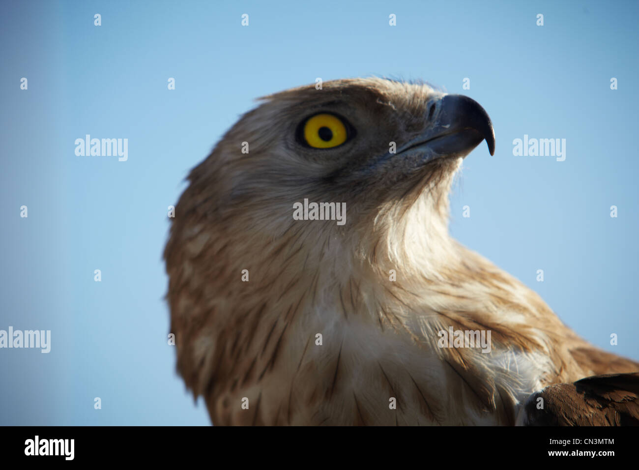 A  falcon in Iraqi Kurdistan Stock Photo