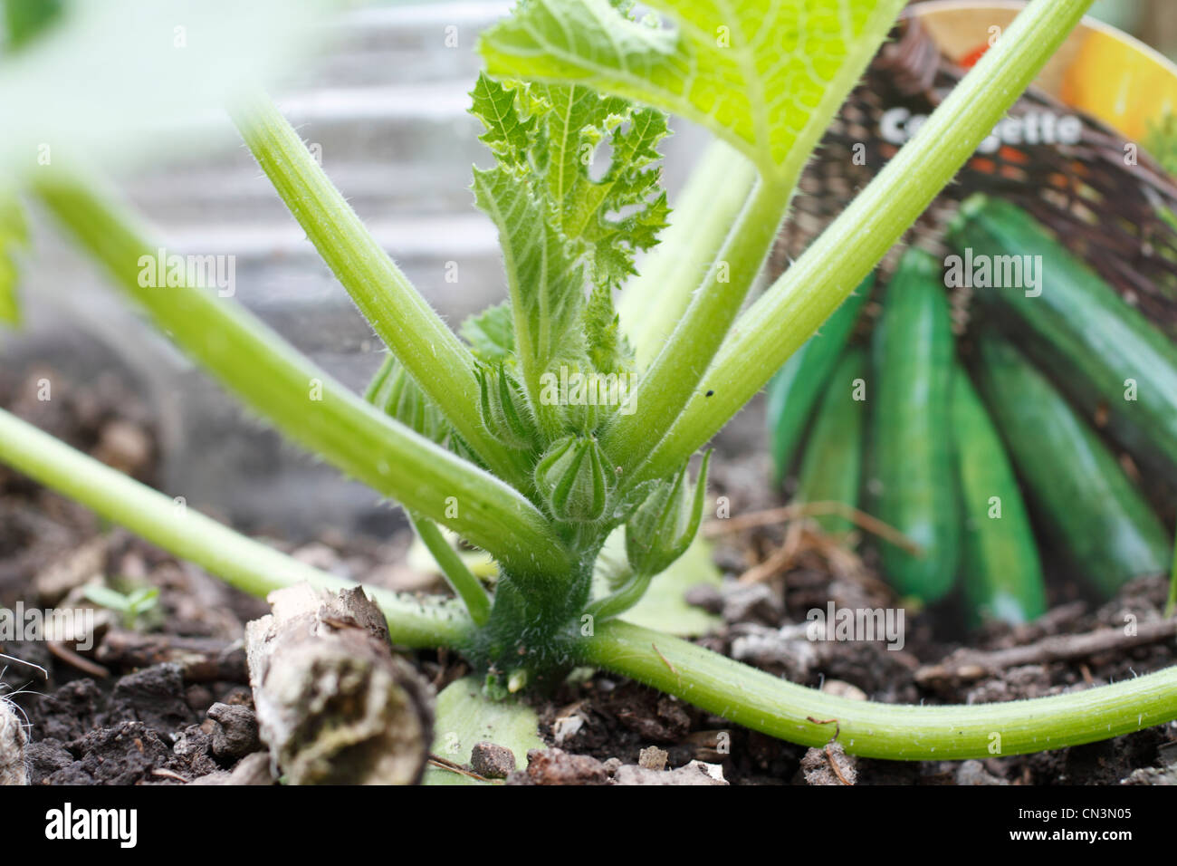 raised bed suburban garden courgettes Zucchini Cucurbita pepo Stock