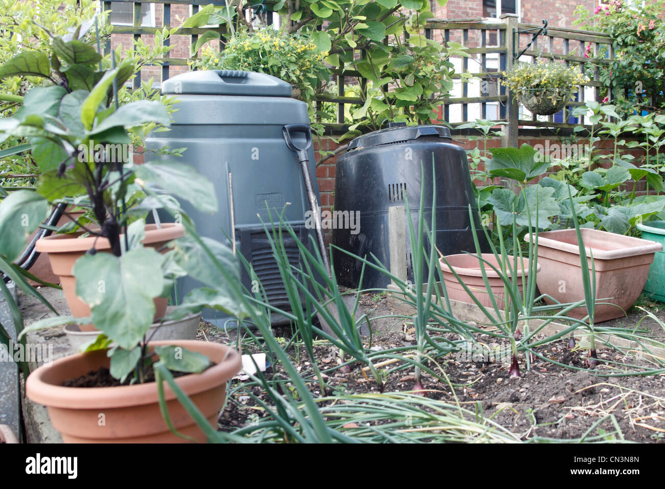 raised bed suburban garden Aubergine Solanum melongena, onions