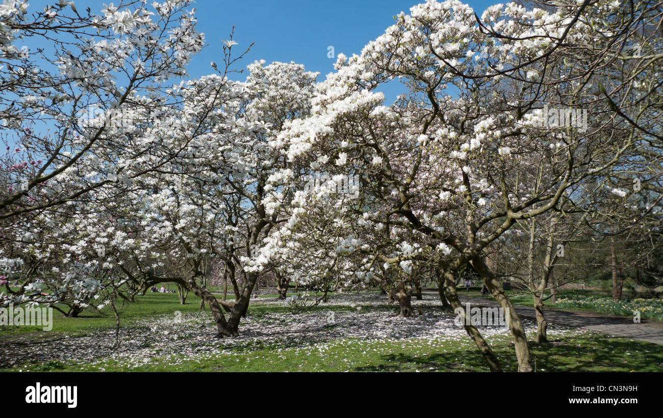 Magnolia trees hi-res stock photography and images - Alamy