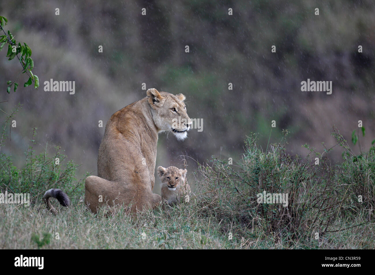 Masai mara game reserve lion hi-res stock photography and images - Alamy