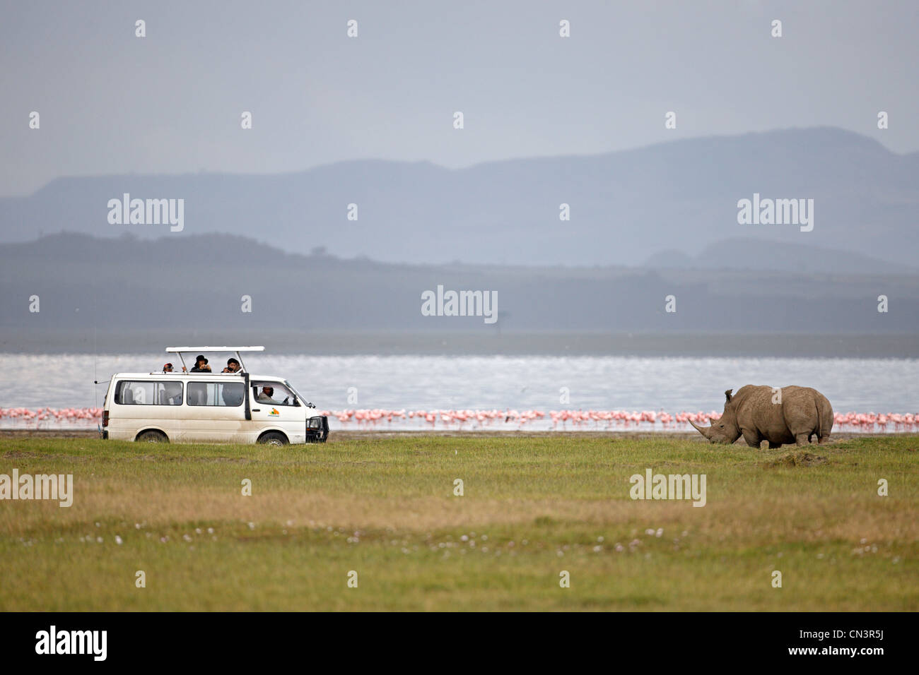 Kenya, Great Rift Valley, Lake Nakuru National Park, White rhinoceros (Ceratotherium simum) Stock Photo