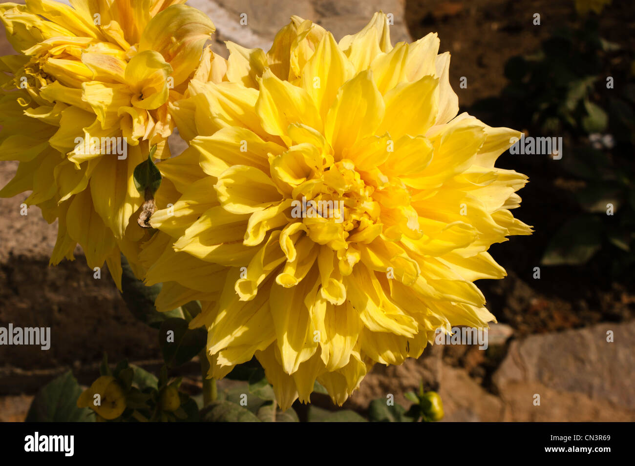 A large beautiful yellow Dahlia with a wilted Dahlia right behind it, in a garden in sprint. The Garden of Five Senses, Mehrauli Stock Photo