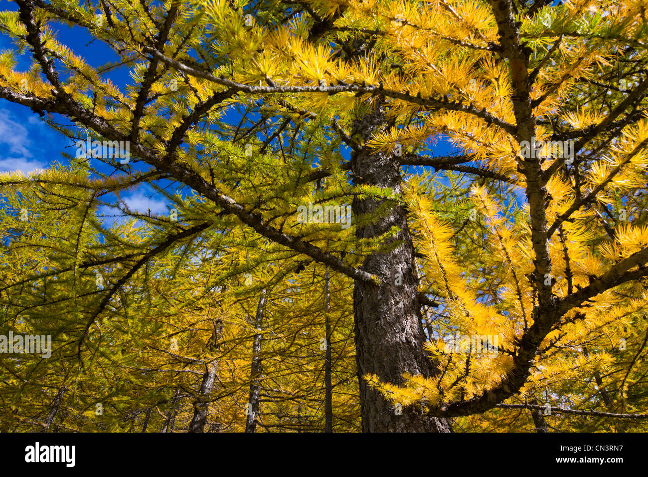 Italy, Piedmont, valley of Saint Anne under the Colle della Lombarda (Col de la Lombarde), the needles of larches (Larix sp) go Stock Photo