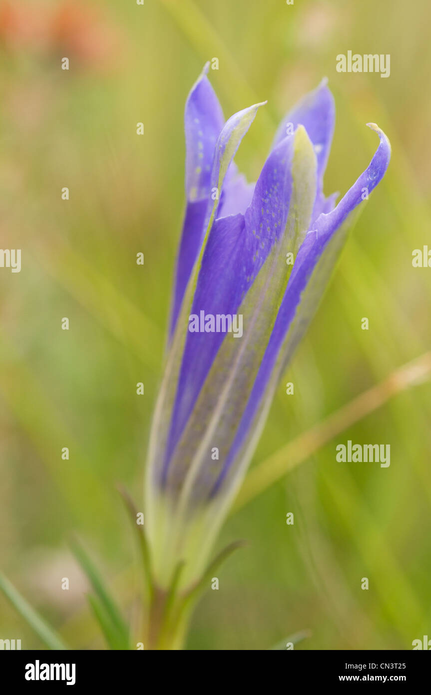 marsh gentian: a rare plant in a Shropshire meadow, UK. Stock Photo