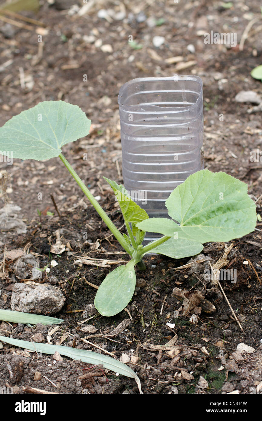 raised bed suburban garden courgettes Zucchini Cucurbita pepo Stock Photo Alamy