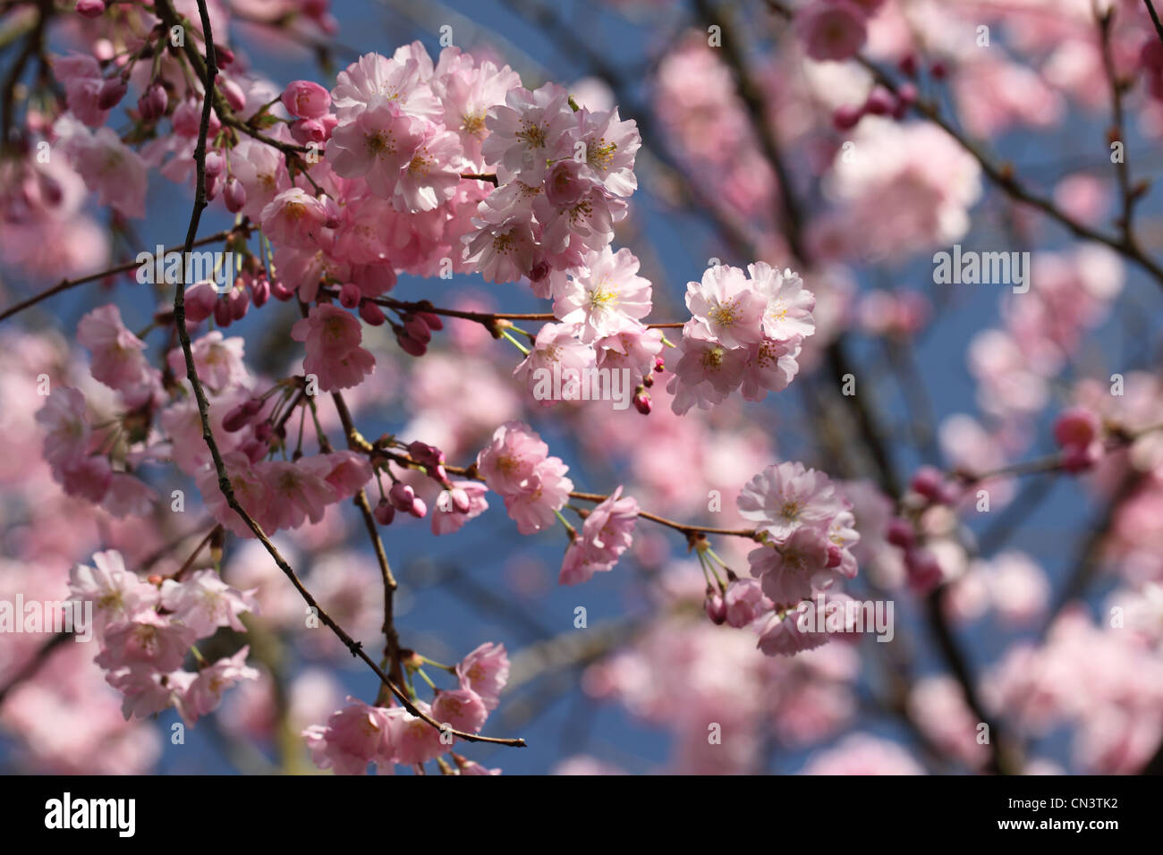 Close up of pink cherry blossom against a blue sky Stock Photo - Alamy