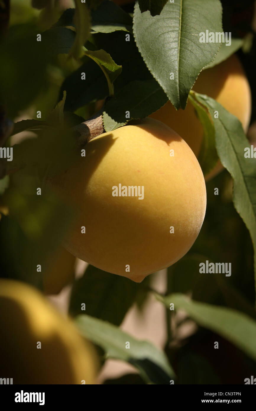 Picture: Steve Race - Yellow Peach (Prunus persica), variety 'Catcrin', Catalunya, Spain. Stock Photo