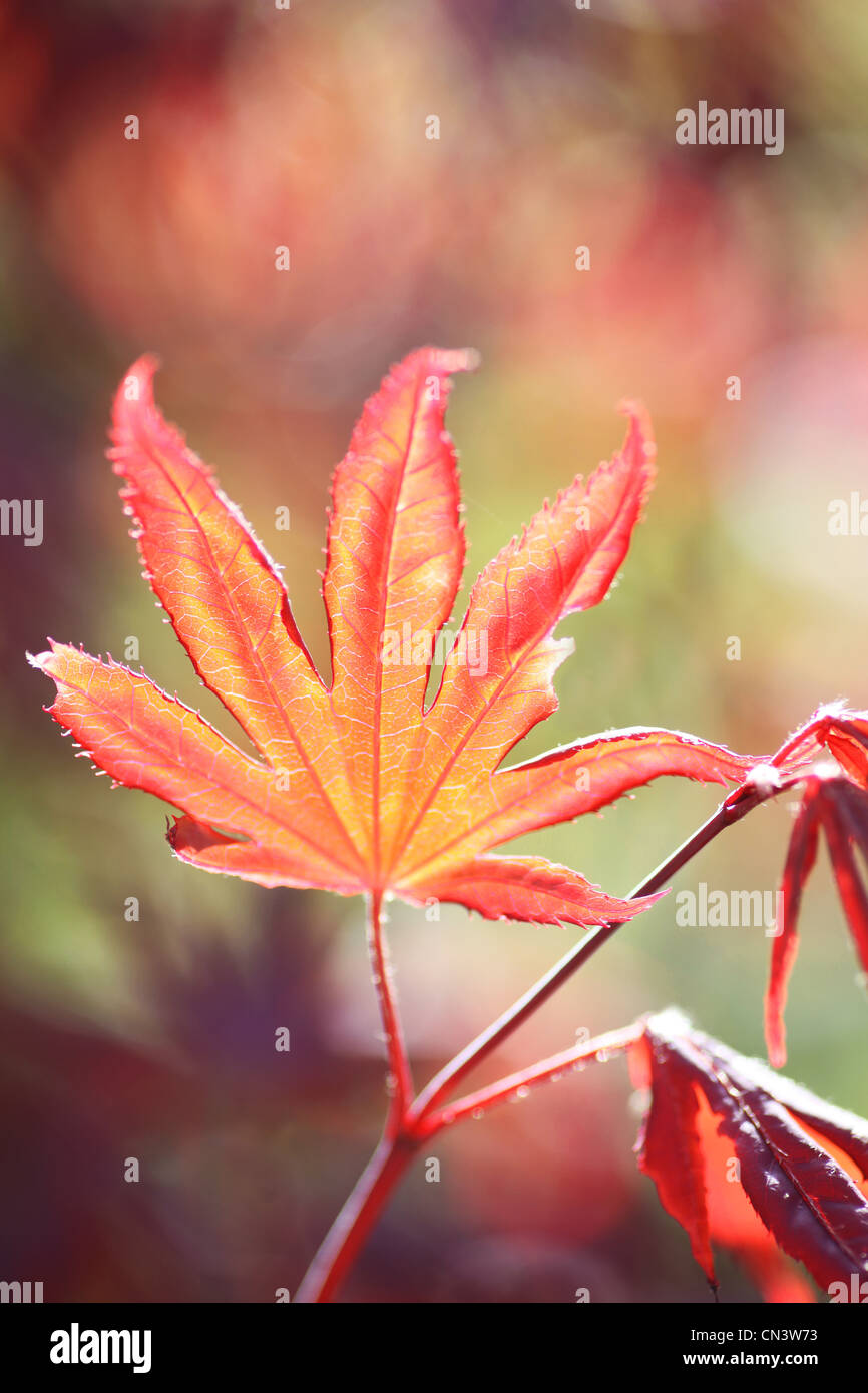 A red Maple or Acer tree leaf with the sun shining on it Stock Photo