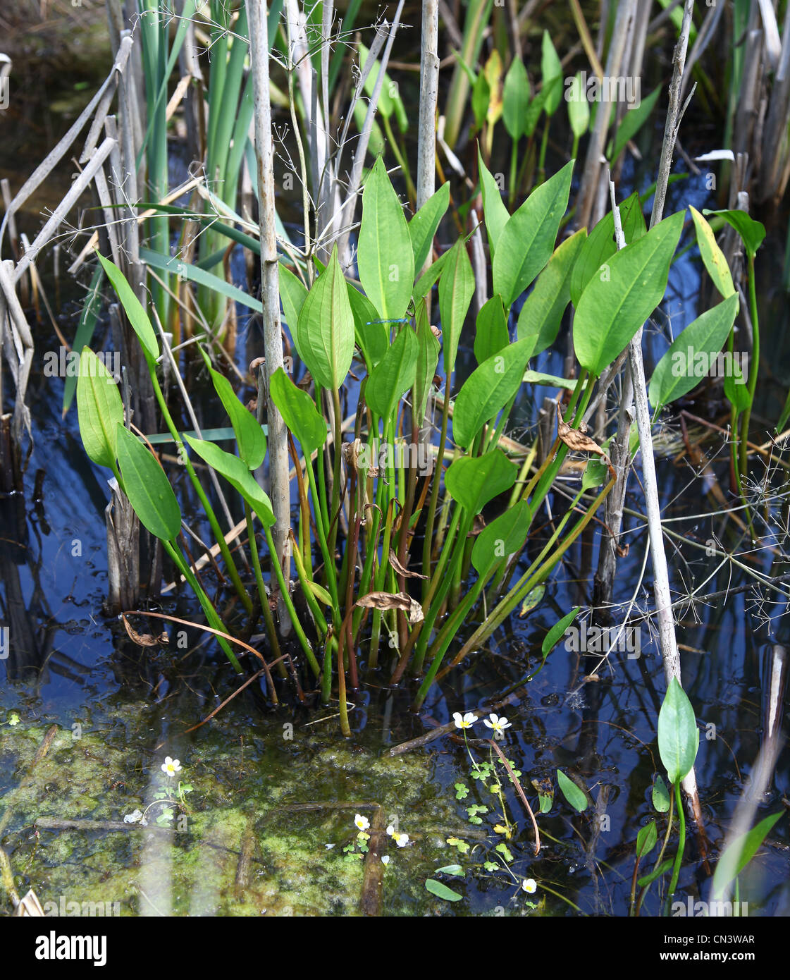 Common Water-plantain (Alisma plantago-aquatica), England, UK Stock Photo