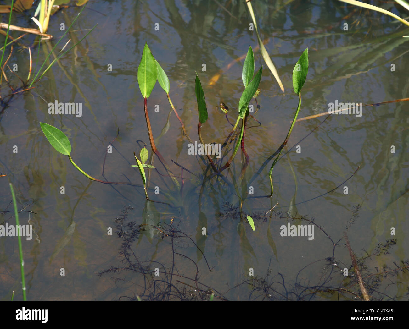 Common Water-plantain (Alisma plantago-aquatica) Stock Photo