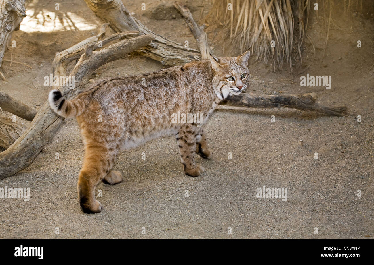 Lynx rufus, the common American bobcat, at the Living Desert Zoo