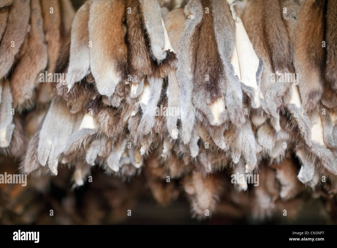 Rabbit and beaver fur pelts hanging from rafters, Lower Fort Garry ...