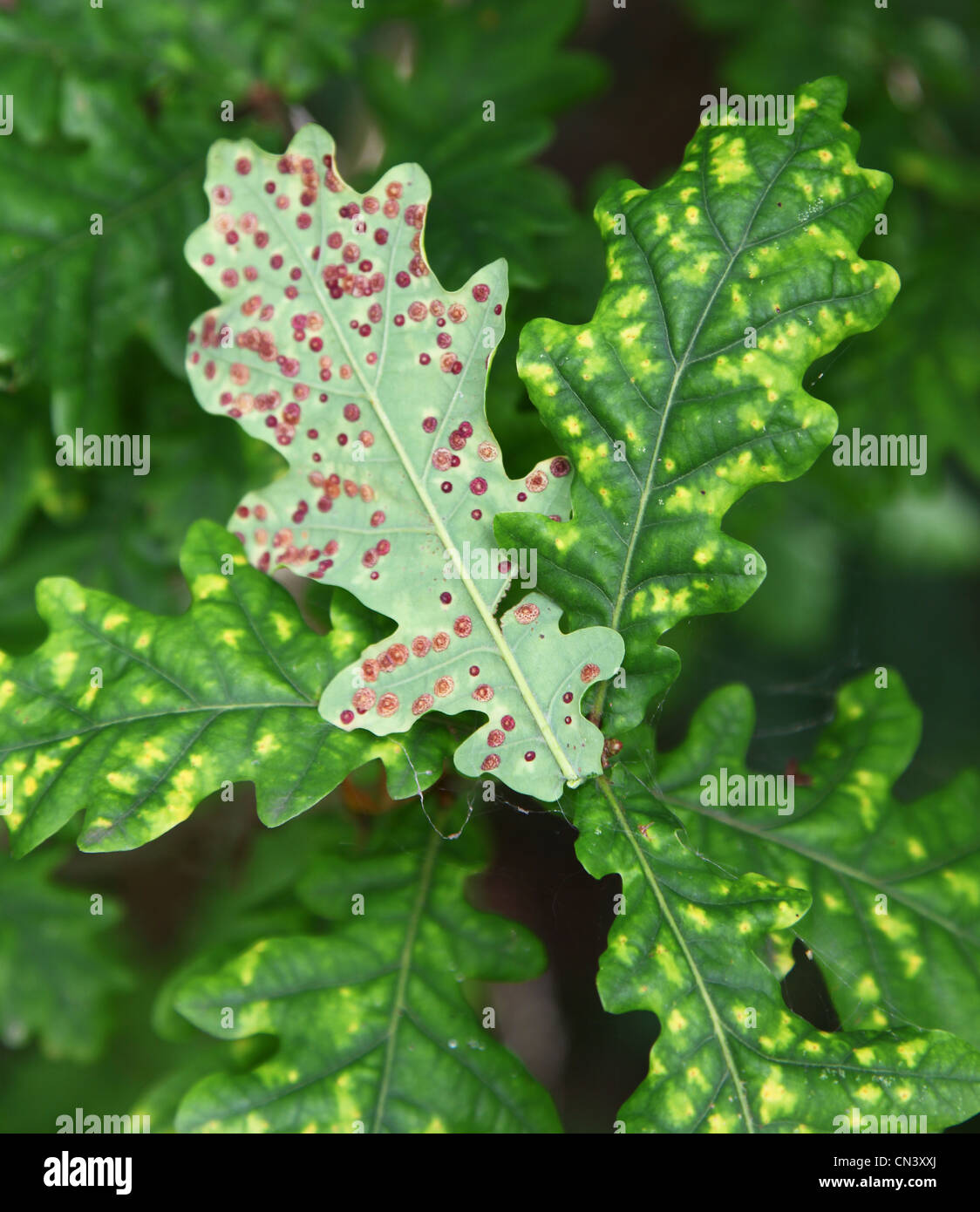 Rust spot pustules or Anthracnose, making the leaves turn yellow on an oak tree, England, UK Stock Photo