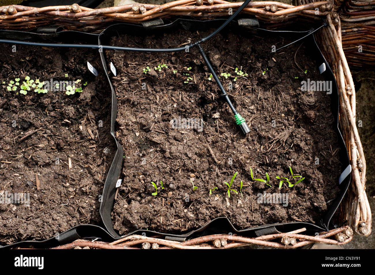 Lettuce 'Chartwell' and Spinach seedlings growing in a vegetable