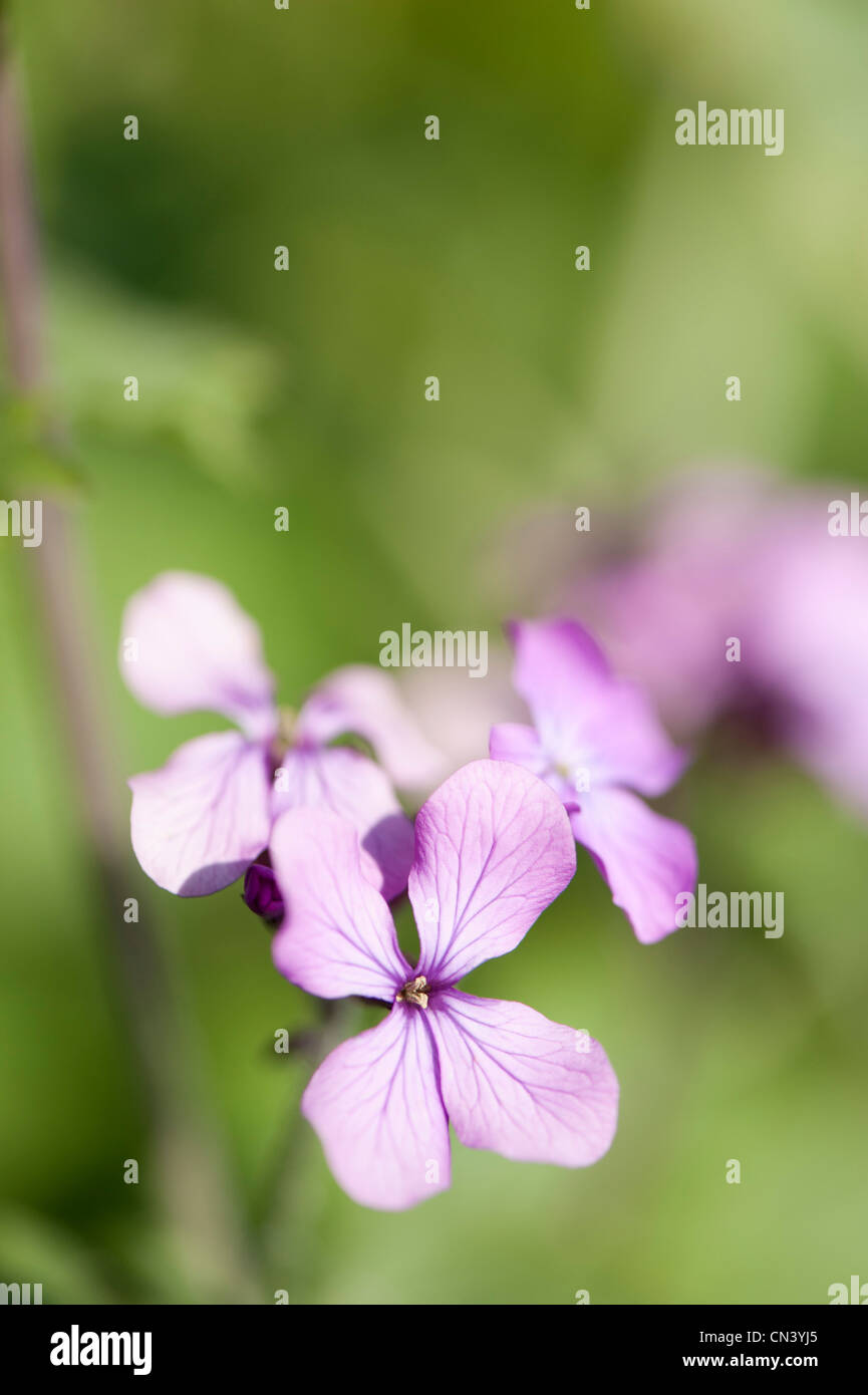 Annual Honesty, Lunaria annua, in flower Stock Photo