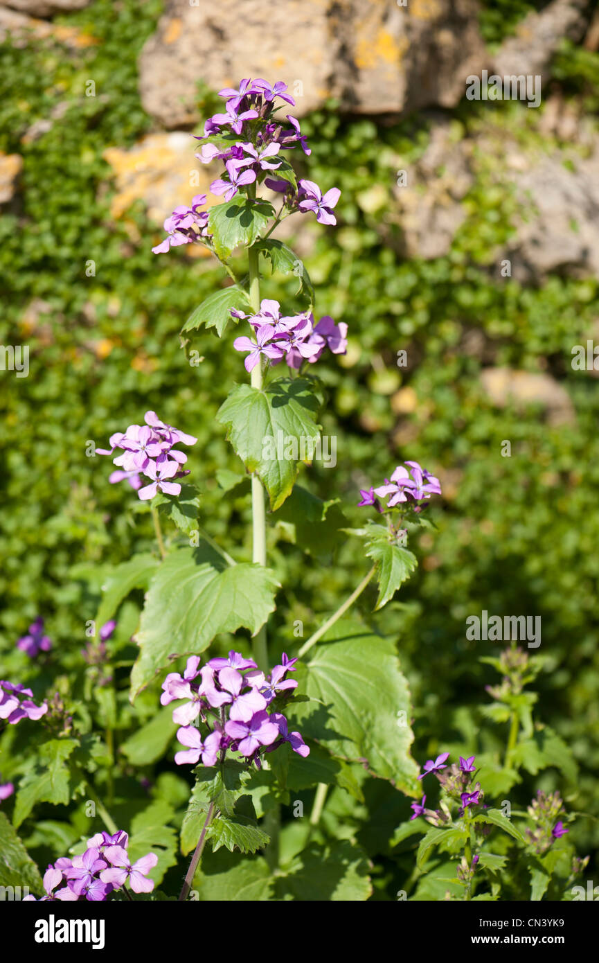 Annual Honesty, Lunaria annua, in flower Stock Photo