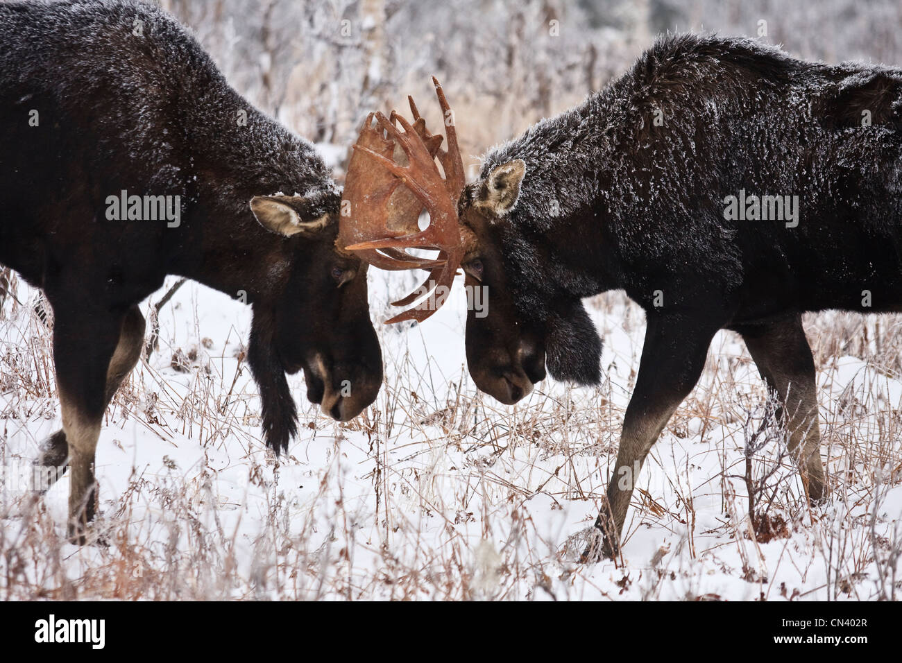 Moose fighting, Gaspesie National Park, Quebec Stock Photo Alamy